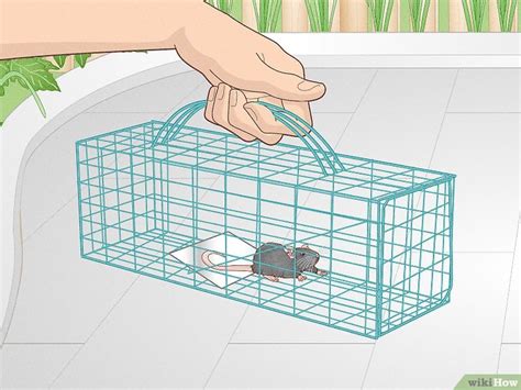 How To Keep Mice Out Of Your Garage 10 Expert Tips
