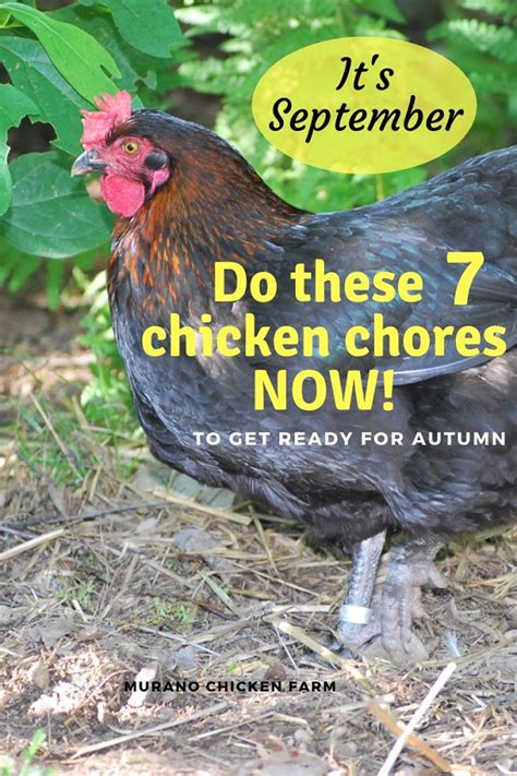 Preparing Your Chickens For Autumn Murano Chicken Farm