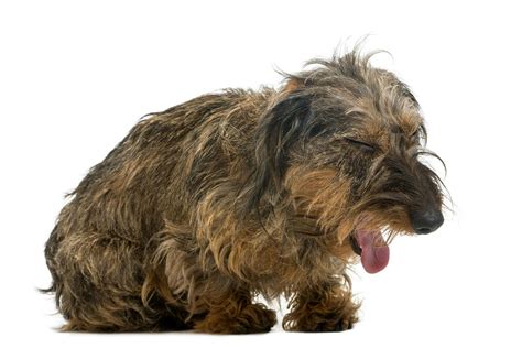 Bacterial Pneumonia In Dogs Symptoms Causes Diagnosis Treatment