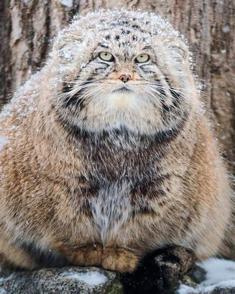The Manul Cat Is The Most Expressive Cat In The World Artofit