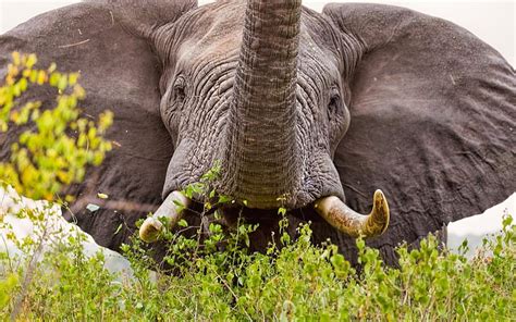 Elephant Africa Wildlife Elephant Trunk Hd Wallpaper Peakpx