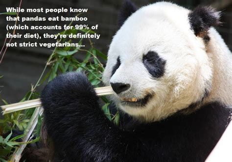 Panda Facts Guaranteed To Surprise And Delight You