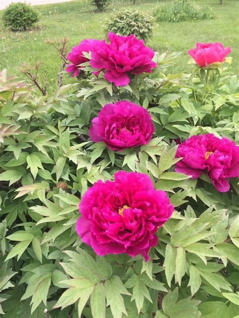 False indigo (baptisia australis) is another great spike bloomer for pairing with peony. Another another variety of tree Peony a deep magenta color ...