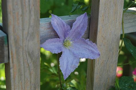 2 feet learn more about growing tips, clematis prune groups and how to care for your clematis 'blue angel' and other clematis. Blue Angel Clematis (Clematis 'Blue Angel') in Wilmette ...