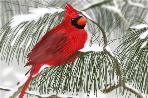 Sign up today & get started for free! Cardinal in the Snow » drawings » SketchPort