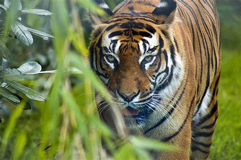 Want To See A Royal Bengal Tiger In The Wild Saffron Dreams India