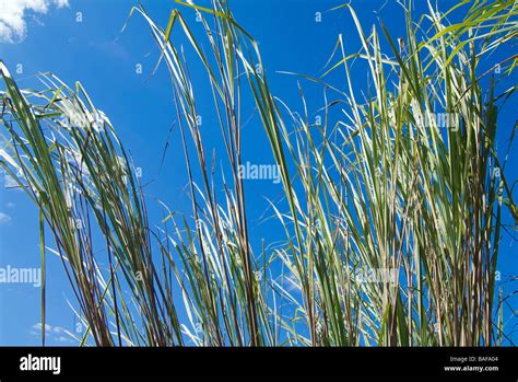 Elephant grass Kaziranga National Park India Stock Photo - Alamy