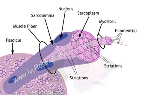 Structure Of A Muscle Cell Muscle Fibre