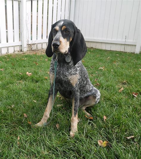 Bluetick Coonhound Dog Breed Guide Info Pictures Care And More Pet Keen