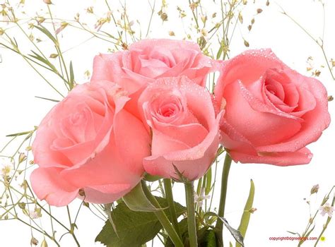 Free Download Soft Pink Roses Rose Delicate Bouquet Flower Spray
