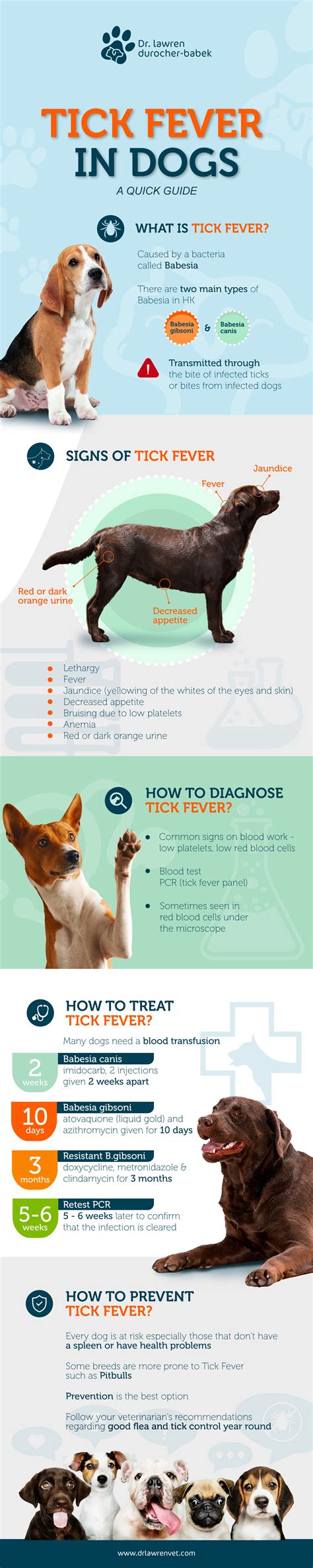 Tick Fever A Quick Guide — Dr Lawren Durocher Babek