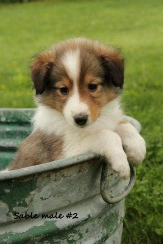 Look at pictures of puppies in pittsburgh who need a home. Adorable AKC Sheltie Puppies! for Sale in Pittsburgh ...