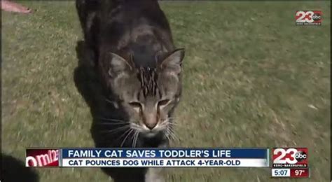 Meet Tara The Cat Who Saved 4 Year Old California Boy Jeremy