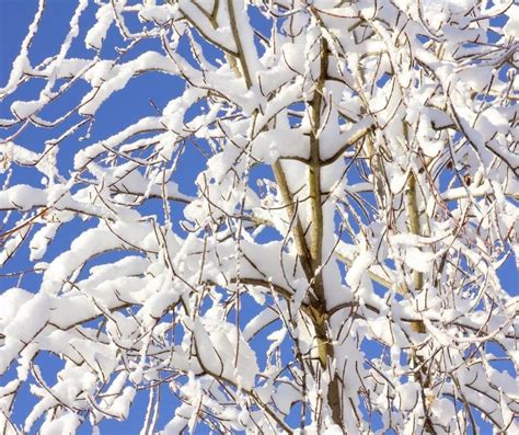 How To Protect Trees And Shrubs From Winter Damage Tips