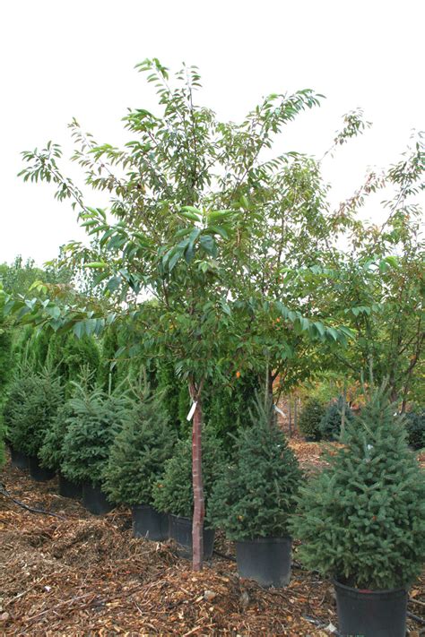 Various flowering trees perform well in colorado landscapes. CHERRY YOSHINO FLOWERING For Sale in Boulder Colorado