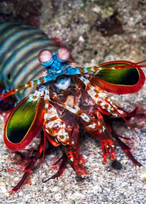 Fastest Punch In The World Check This Peacock Mantis Shrimp Is