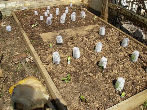 When the weather report calls for freezing temperatures overnight, don't cover tender flowers and vegetables on frosty nights, and you may be able to enjoy extra weeks of gardening. The Rusted Vegetable Garden