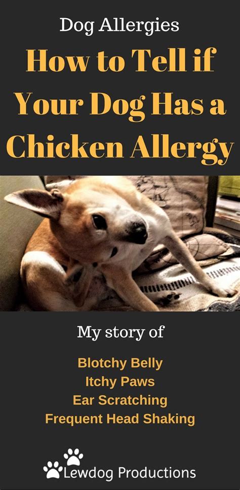 How To Tell If Your Dog Has A Chicken Allergy Chicken Allergy Dog