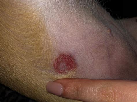 My Dog Has This Rash On Her Belly I Didnt See Any Ticks On Her At All