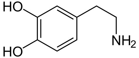 Dopamine Receptor Wikipedia
