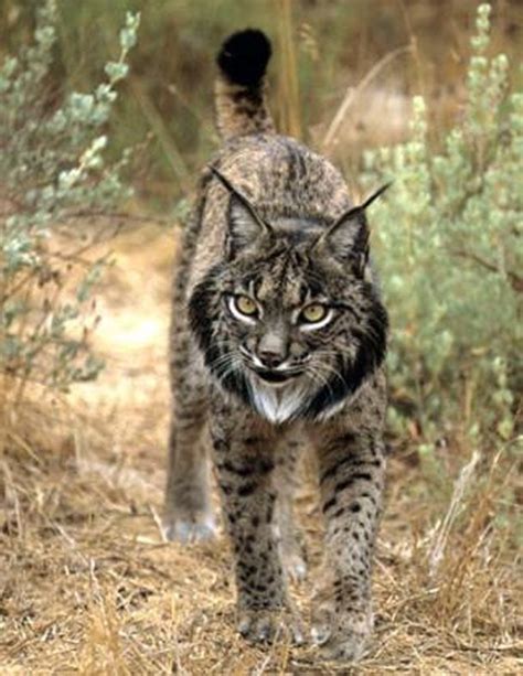 Wild Cats The Iberian Lynx