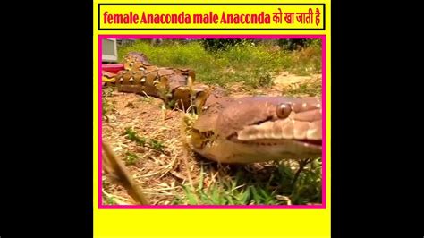 मादा एनाकोंडा क्यों एनाकोंडा को sex करने के बाद खा जाती है shorts fact anaconda dangerous