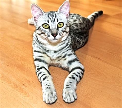 Egyptian Mau Cat Breed Information Traits Characteristics Photos Gambaran