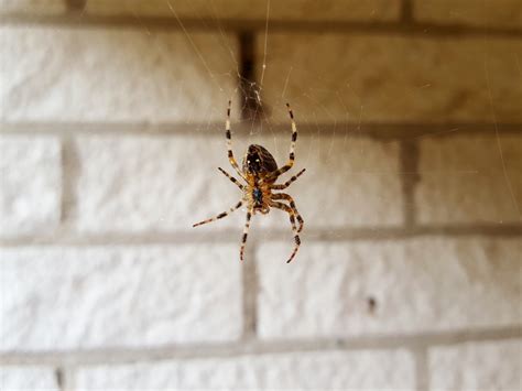 Spiders Move In On Minnesota Homes Plunketts Pest Control