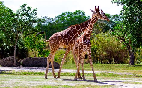 Zooplus offers you the best online pet shop experience. The Giraffes of Zoo Miami | birotography