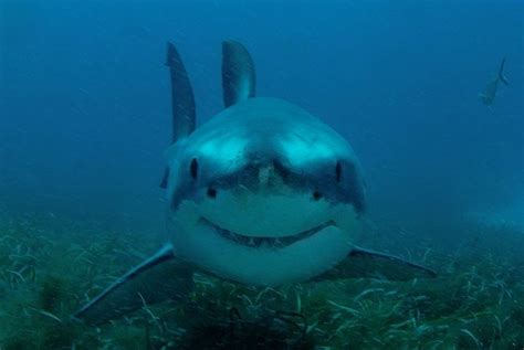 Smiling Cute Shark Great White Shark Animal Memes Funny Animals