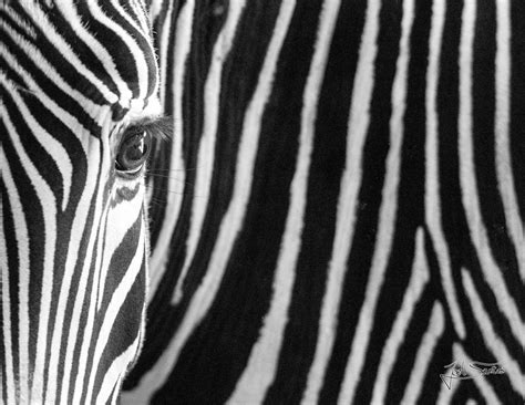 Zebra Black And White Patterns Nature Black And White Patt Flickr