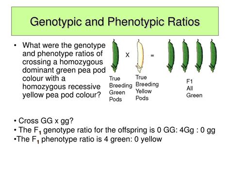 What Is The Genotype Ratio Pdfshare
