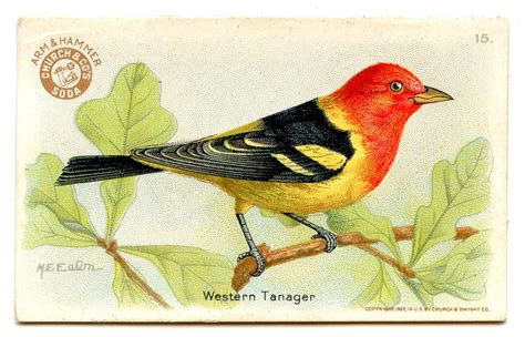 Free Vintage Clip Art 3 More Bird Advertising Cards