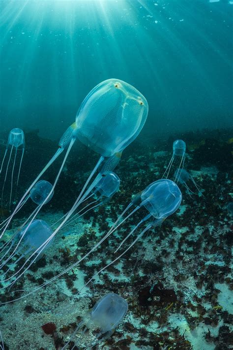 Berri Rostig Meilenstein Box Jellyfish Fun Facts Unangenehm Perfervid