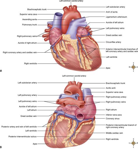 To view this model in virtual reality: Anatomy of the Cardiovascular System | Basicmedical Key
