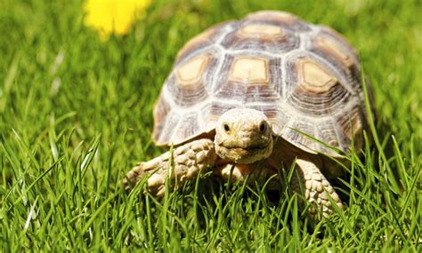 Maybe you would like to learn more about one of these? Le village des tortues à - Gonfaron | Groupon