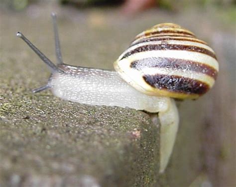 Artes de Pesca: MOLUSCOS