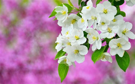 Spring Blossom Sapling Wallpaper 1920x1200 31840