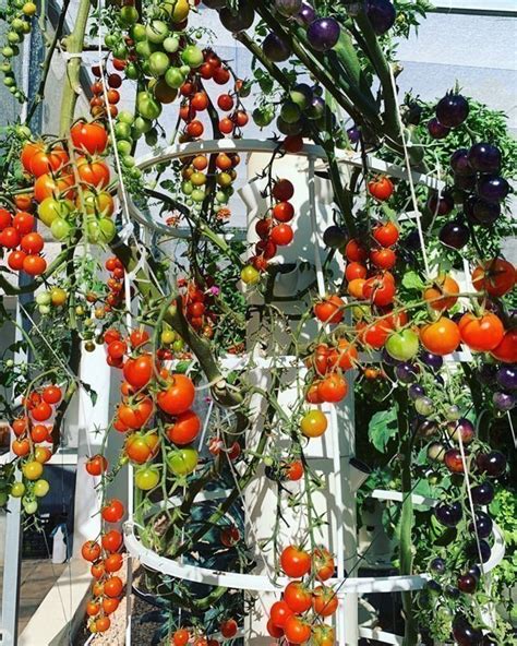 Grow Tomatoes On A Tower Garden Aeroponic Tomatoes Agrotonomy