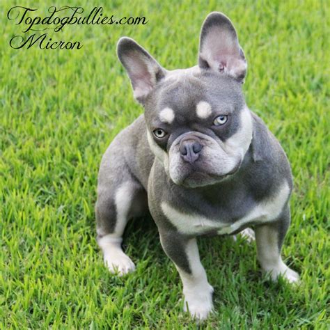 In canine genetics, the lilac color is also known as isabella. Blue Tri French Bulldog Breeders