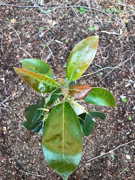 My Avocado Tree Leaves Are Growing In Brown And The Rest Have A Sad