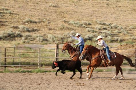 C dm g c 2x. A strong Chord: Cee Heart Quarter Horses named producer of ...