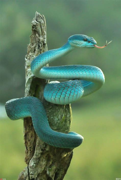 Trimeresurus Insularis Blue Viper Snake Pet Snake Snake Photos