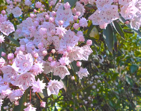 Pink Mountain Laurel In My Garden By Cynthia Stammers Pink Mountains