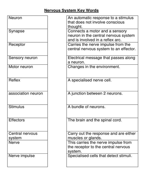 Nervous System Key Words Worksheet Nervous System Neuron