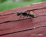 Sugar Ants Vs Carpenter Ants