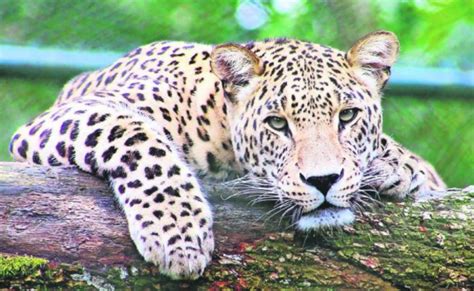 All information about jaguares fc (liga dimayor i) current squad with market values transfers rumours player stats fixtures news. En peligro, más de 2 mil jaguares por el Tren Maya | Querétaro