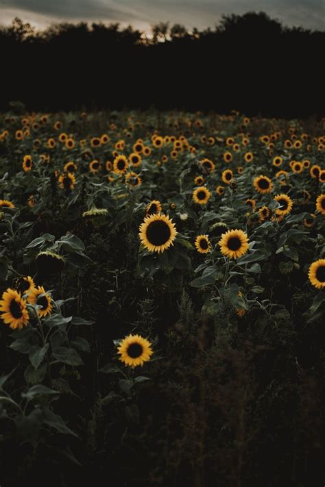 10 Beautiful Sunflower Images That Will Brighten Your Day