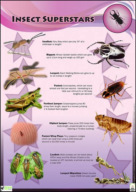 Insect Life Educational Posters For Kids And Schools