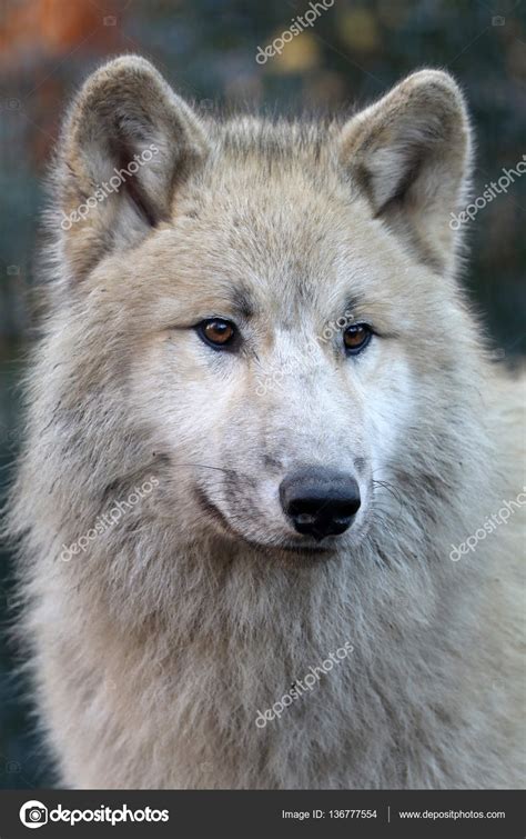 Arctic White Wolf Stock Photo By ©ebfoto 136777554